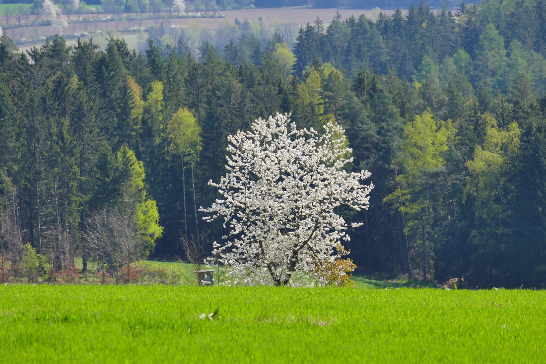 Foto: Martin Zehrer - Herrlicher Frühling am Armesberg... 