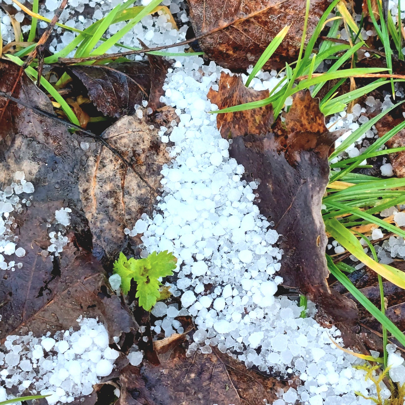 Foto: Martin Zehrer - Graupel bei Kemnath...<br />
<br />
Graupelschauer, auch Graupel oder Hagelkörner genannt, ist ein Wetterphänomen, das häufig im Zusammenhang mit Gewittern oder starken Regenfällen 