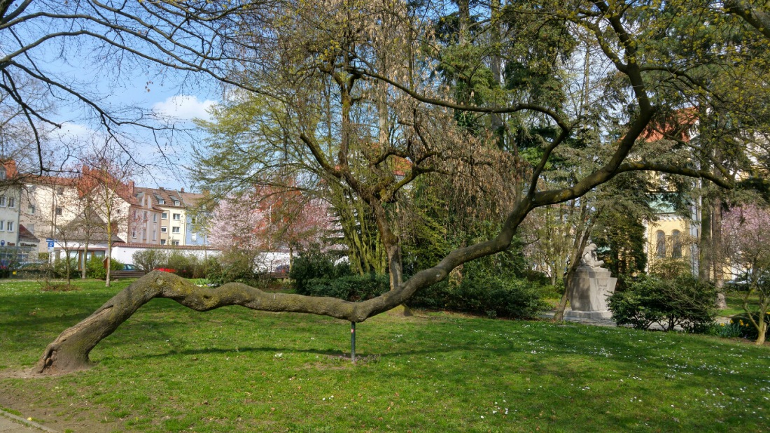 Foto: Martin Zehrer - Schief gewachsen. Baum in Weiden... 