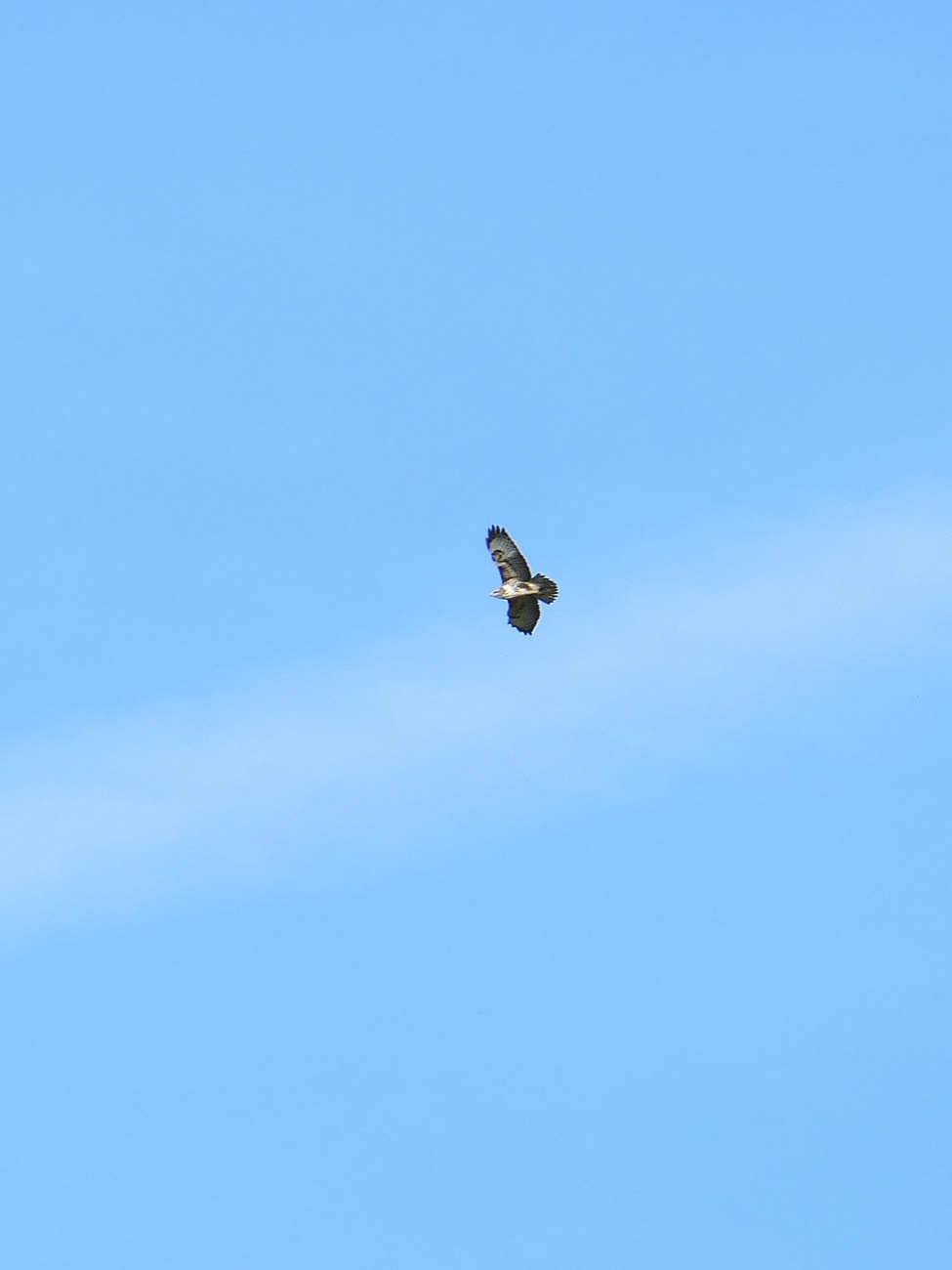 Foto: Martin Zehrer - Frei fliegen über dem Armesberg... 