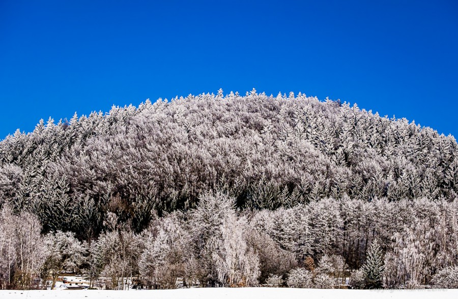 Foto: Martin Zehrer - Wald bzw. Bergkuppe über Waldeck, auch Kuhberg genannt. Das Foto entstand im Februar 2015. Der blaue Himmel und die weißen Baumspitzen geben einen erfrischenden Kontrast. 