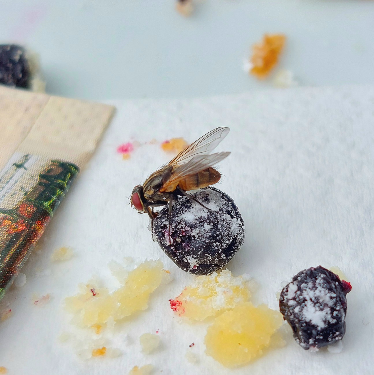 Foto: Martin Zehrer - Unglaublich... Fliege nascht kompletten Schwarzbeer-Kuchen weg! ;-) 