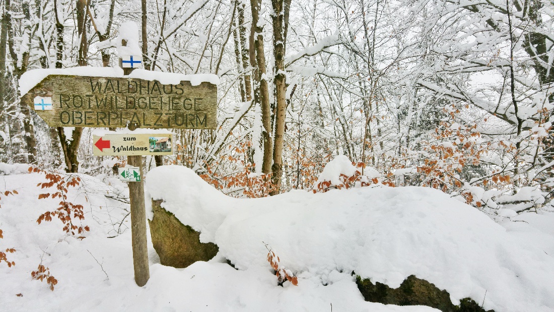 Foto: Jennifer Müller - Unterwegs am Steinwald... Die Bäume ächzen bereits unter der enormen Schneelast. 