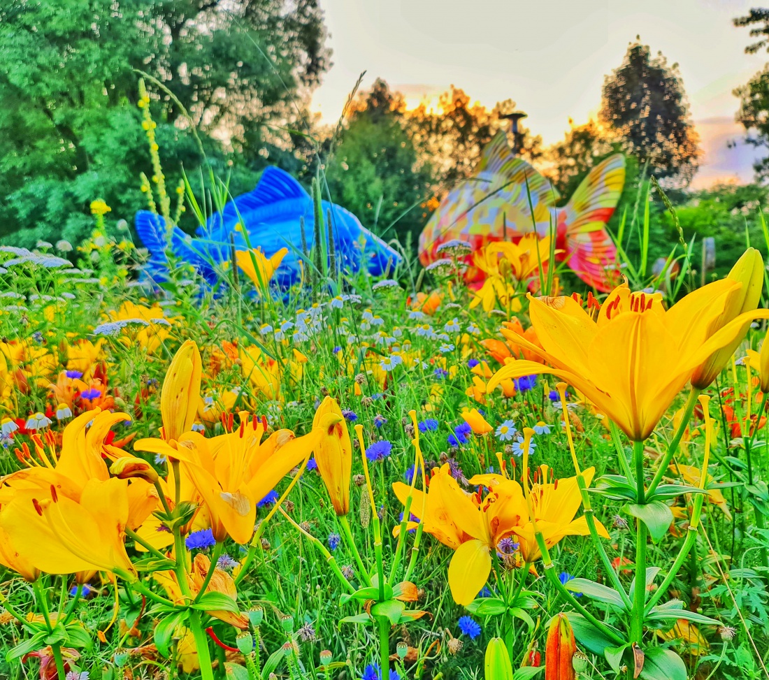 Foto: Jennifer Müller - Zwei küssende Karpfen im Blumen-See ;-) 