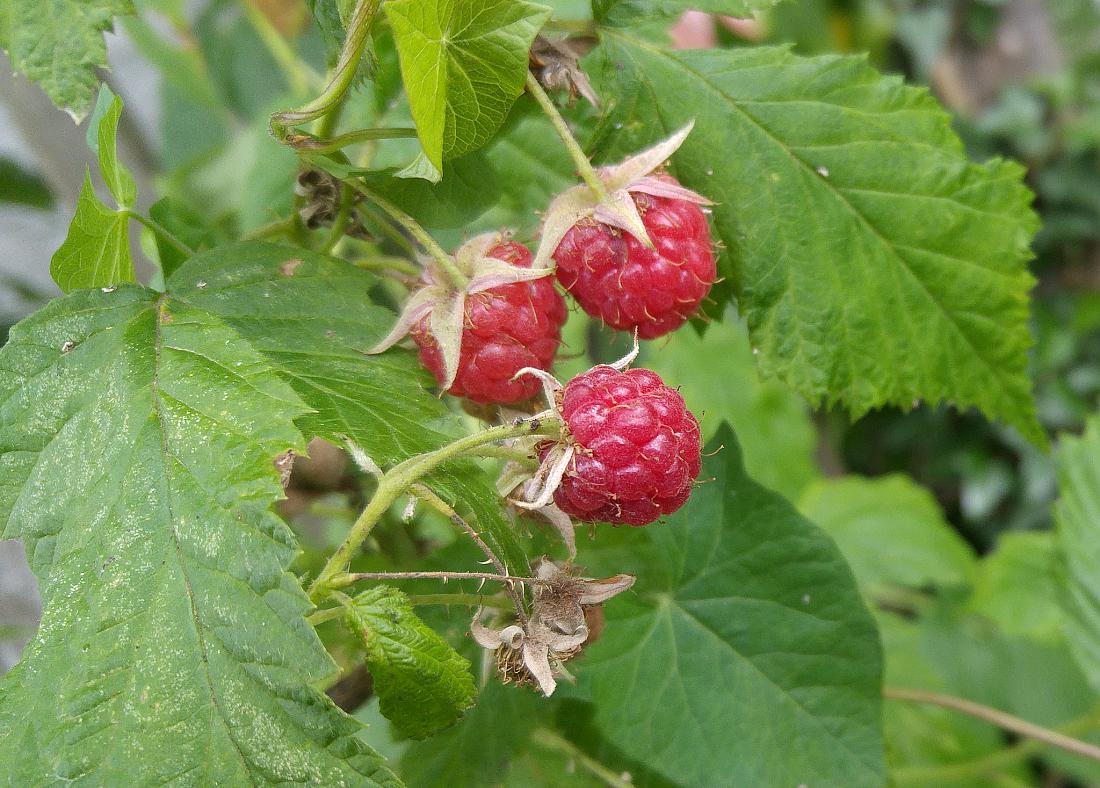 Foto: Martin Zehrer - Himbeere: Bereits am 20. Juni 2019 reif in Kemnath, in der Innenstadt.  