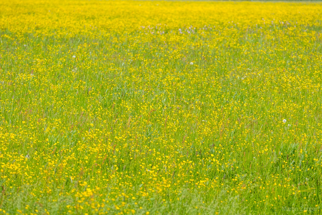 Foto: Martin Zehrer - Blumenwiese bei Kemnath... 