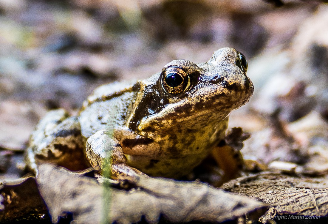 Foto: Martin Zehrer - Nahe drann. Ein Frosch sitzt regungslos da und vertraut auf seine an die Umgebung angepasste Tarnung. Wie ein Fotomodell ließ er sich geduldig von allen Seiten fotografie 