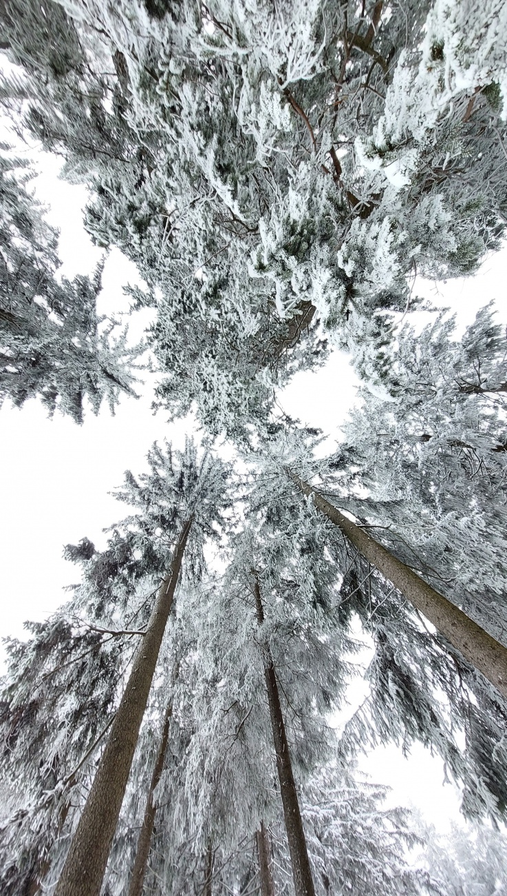 Foto: Martin Zehrer - Winterwald am Fichtelsee... 