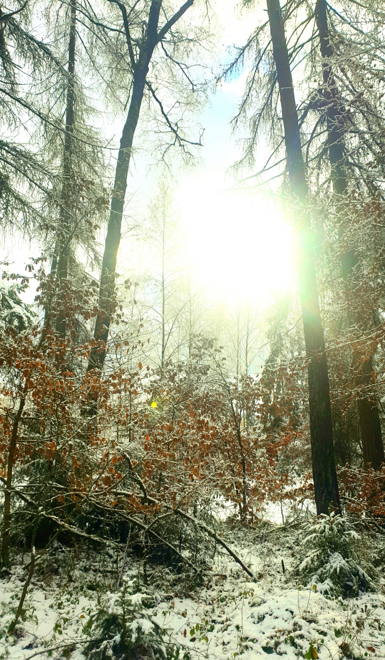 Foto: Martin Zehrer - Kurz kam die Sonne raus! <br />
<br />
Winter-Spaziergang zwischen Neusteinreuth und Godas  