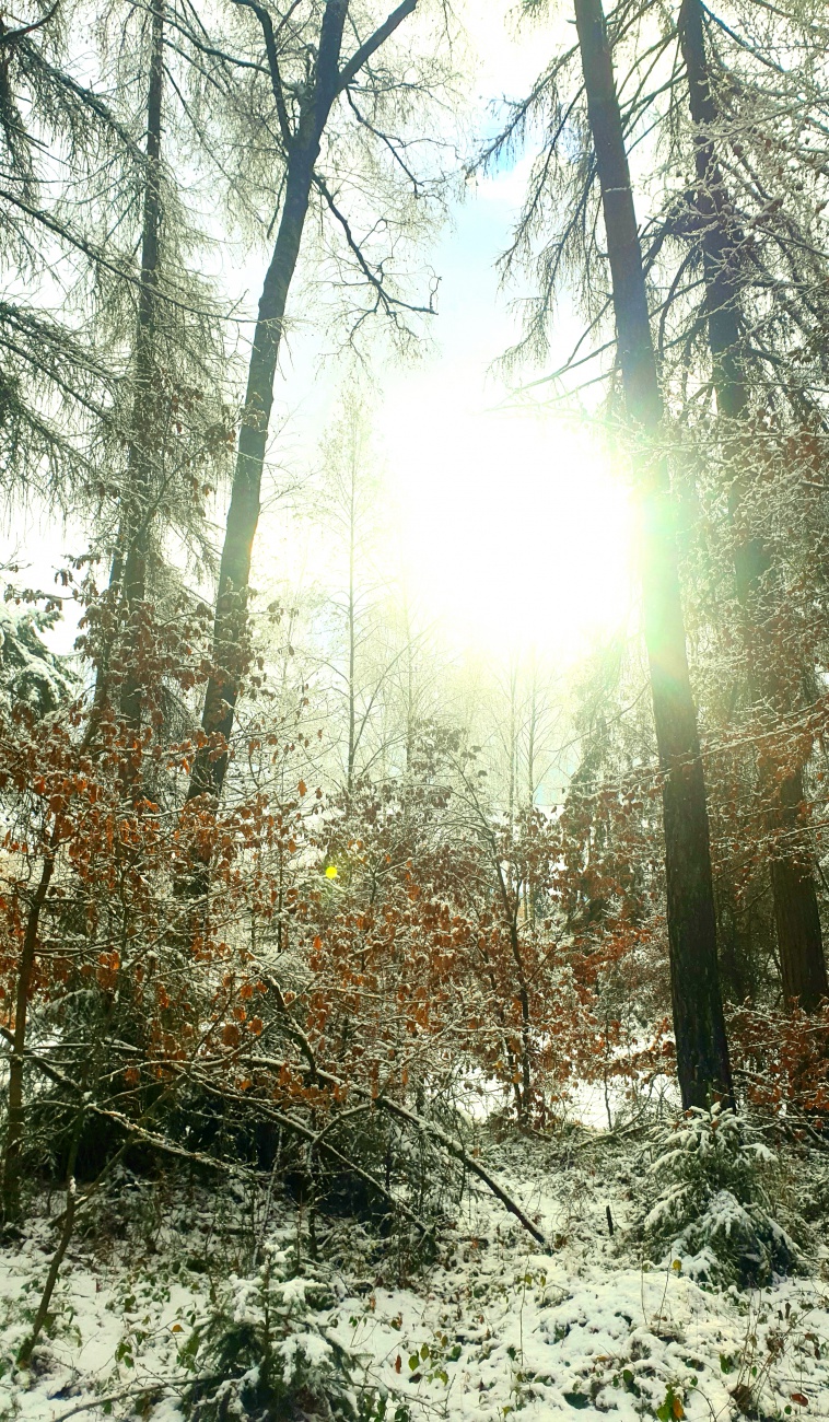 Foto: Martin Zehrer - Kurz kam die Sonne raus! <br />
<br />
Winter-Spaziergang zwischen Neusteinreuth und Godas  