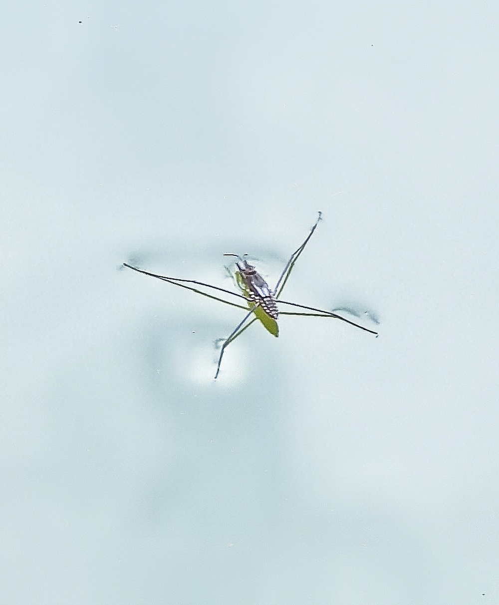 Foto: Jennifer Müller - Wasserläufer... 