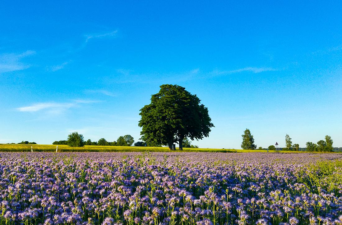 Foto: Martin Zehrer - Land-Leben bei Hermannsreuth  