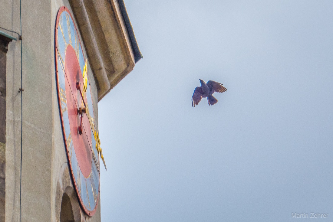 Foto: Martin Zehrer - Turm-Uhr und Turm-Vögel... 