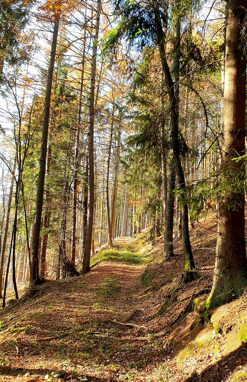 Foto: Martin Zehrer - Hammer-Wetter am 7. November 2020<br />
<br />
Die Wanderung ging von Godas nach Waldeck, von dort quer durch den Wald hinauf zum Zisslar-Hut bei Zwergau und dann wieder nach Godas 