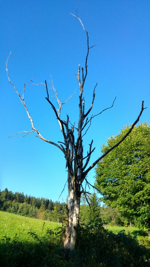 Foto: Martin Zehrer - Fahrt ins Blaue mit dem E-Bike:<br />
Gleich bei Ebnath in einen Feldweg eingebogen und dann diesen verdorrten Baum am Wegesrand gesehen... 