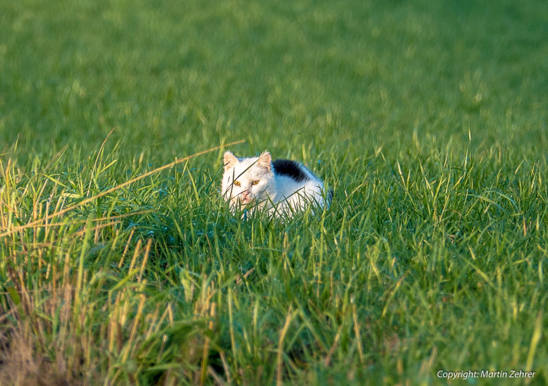 Foto: Martin Zehrer - Schneekatze? Lauert in der Wiese bei Godas - 28. Dezember 2015 