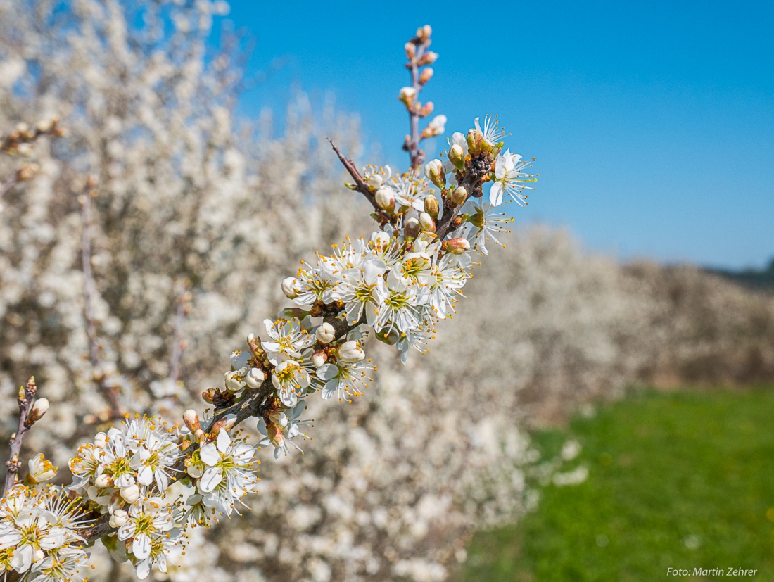 Foto: Martin Zehrer - 19. April 2019 - Es blüht im kemnather Land 