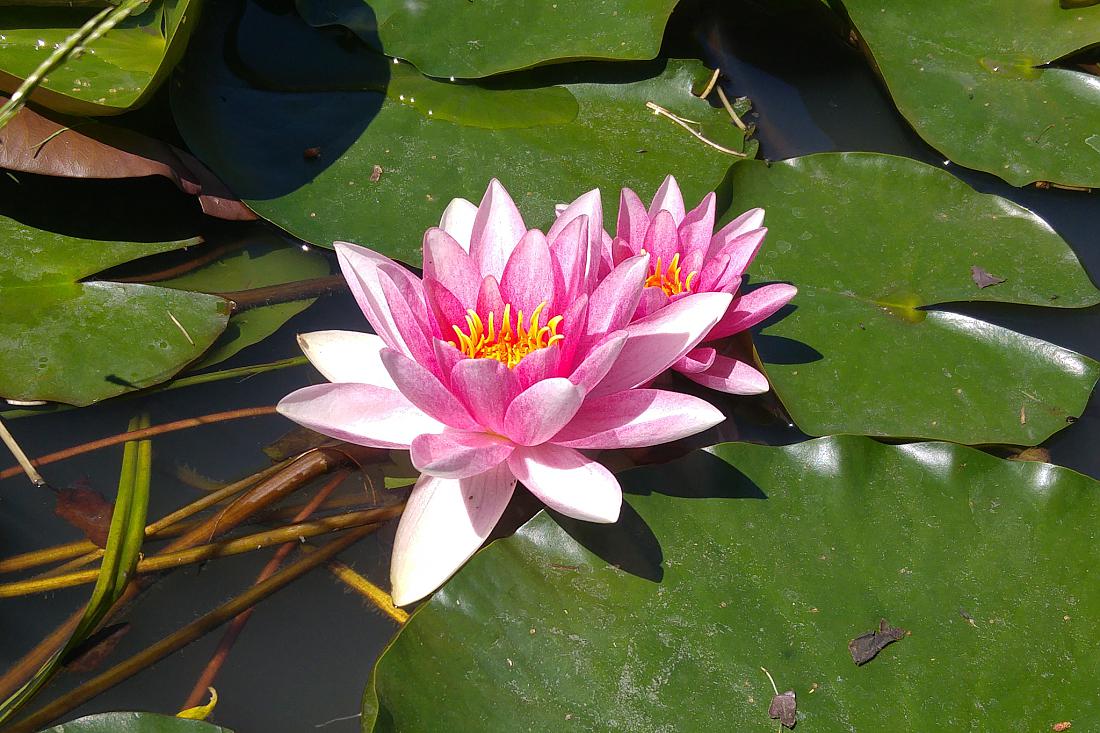 Foto: Martin Zehrer - Auferstanden: eine Seerose streckt sich der Sonne entgegen... 