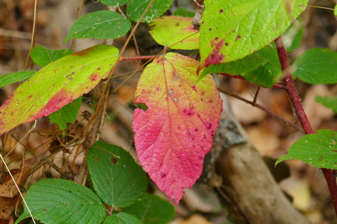 Foto: Martin Zehrer - Wandern im Steinwald<br />
<br />
Herbst macht Farbe... 