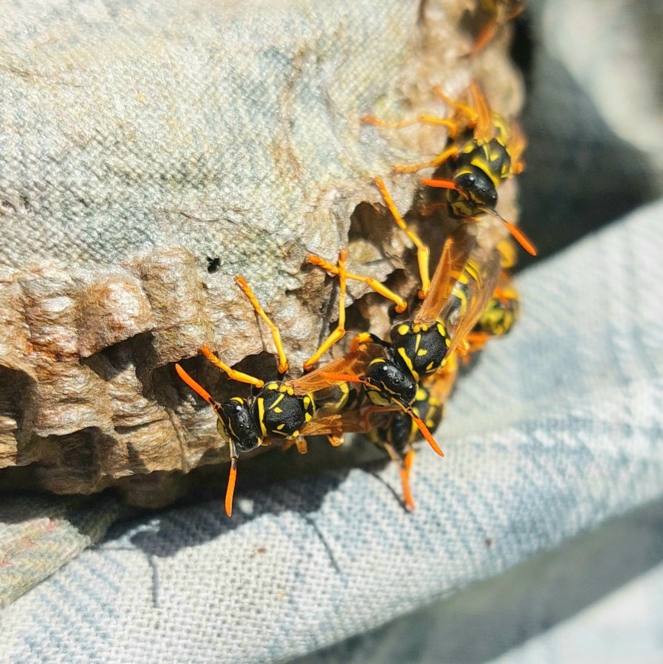 Foto: Martin Zehrer - Wespen bauen im Herbst an einem Nest...<br />
Etwas gelähmt von den morgendlichen Temperaturen.  