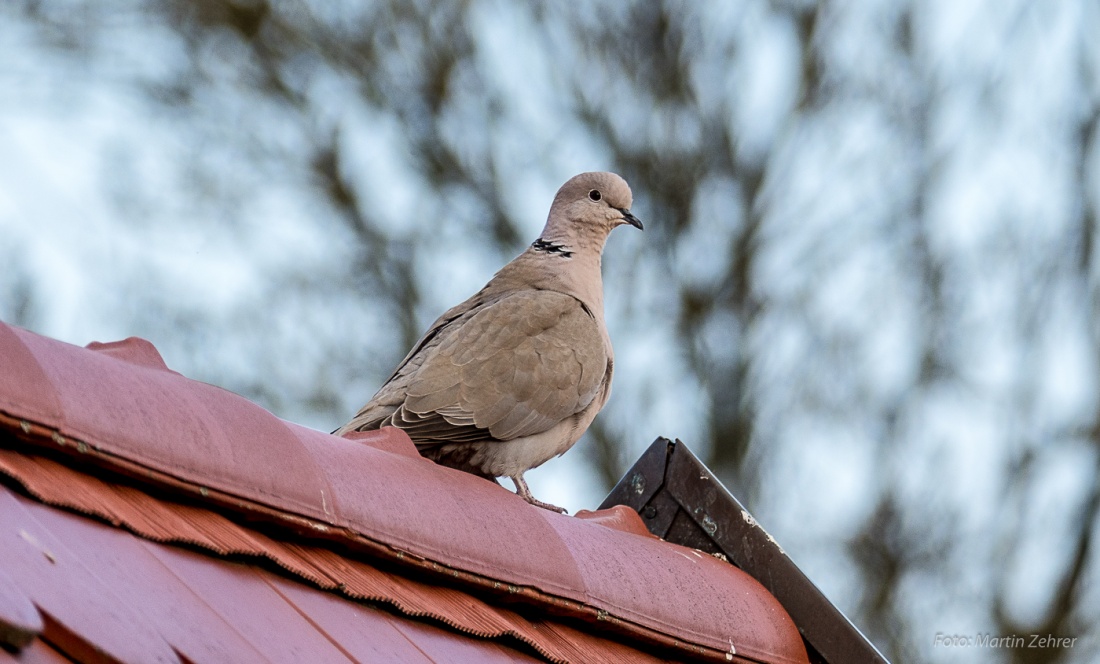 Foto: Martin Zehrer - Eine Türkentaube (Streptopelia decaocto) auf dem Dach. Jeden Morgen und jeden Abend sitzt sie da und guckt in die Umgebung.<br />
Sehr oft hört man das charakteristische Gurre 