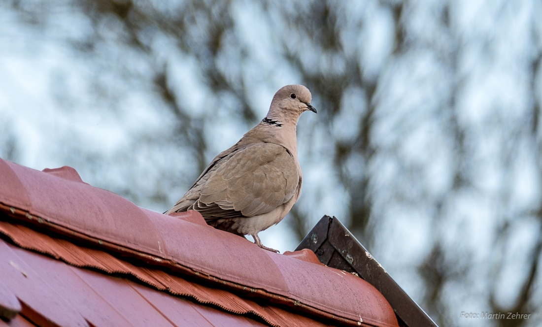 Foto: Martin Zehrer - Eine Türkentaube (Streptopelia decaocto) auf dem Dach. Jeden Morgen und jeden Abend sitzt sie da und guckt in die Umgebung.<br />
Sehr oft hört man das charakteristische Gurre 