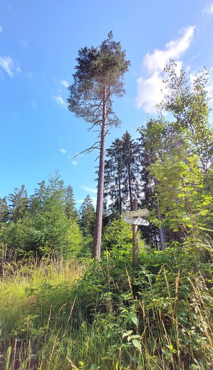 Foto: Martin Zehrer - Ein Baum unter lauter Bäumen  