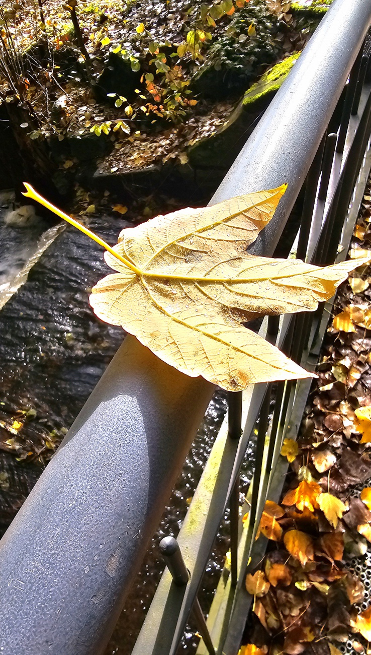 Herbst-Moment... dieses Blatt lag tatsächlich völlig ausgewogen auf dem Brücken-Gelände
Ein Augenblick, vermutlich seltener als ein Lottogewinn.