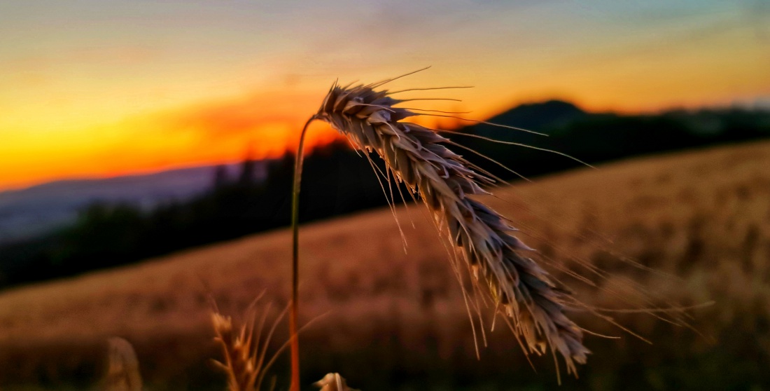 Foto: Jennifer Müller - Der Duft, die Wärme, die Formen und Farben des Sommers... und die Liebe... <br />
Ein absoluter Glücks-Moment! 