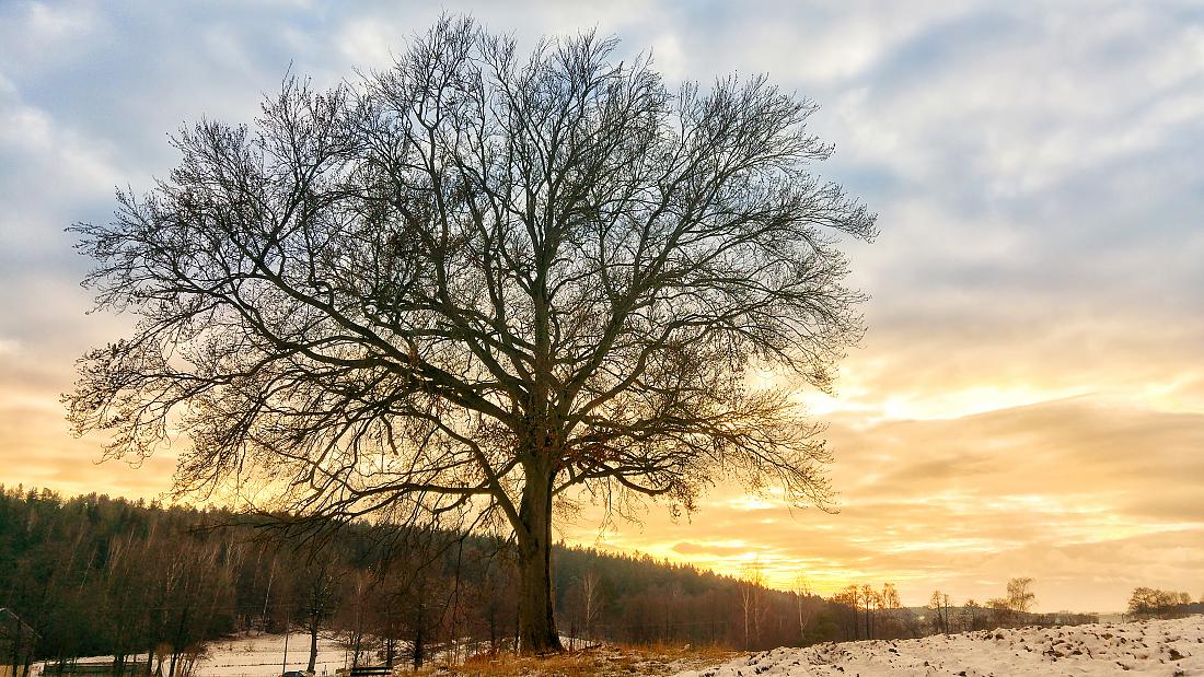 Foto: Jenny Müller - Auf dem Rückweg vom Schlossberg zum Auto kam dann schließlich doch noch die Sonne hervor und wir durften uns über diesen unglaublichen Anblick freuen.<br />
30.12.2020 