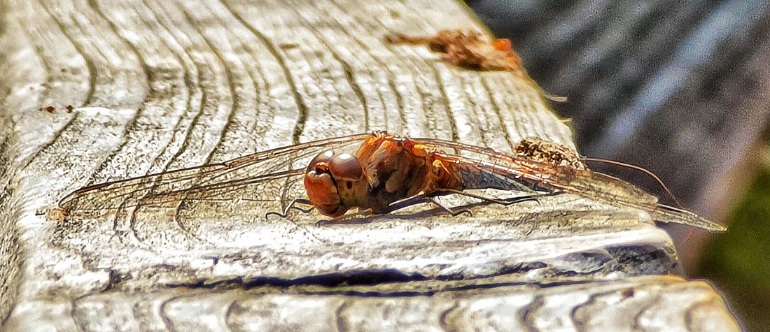 Foto: Jennifer Müller - Eine Libelle. Gesehen beim Wandern rund um den Obersee in Eschenbach 