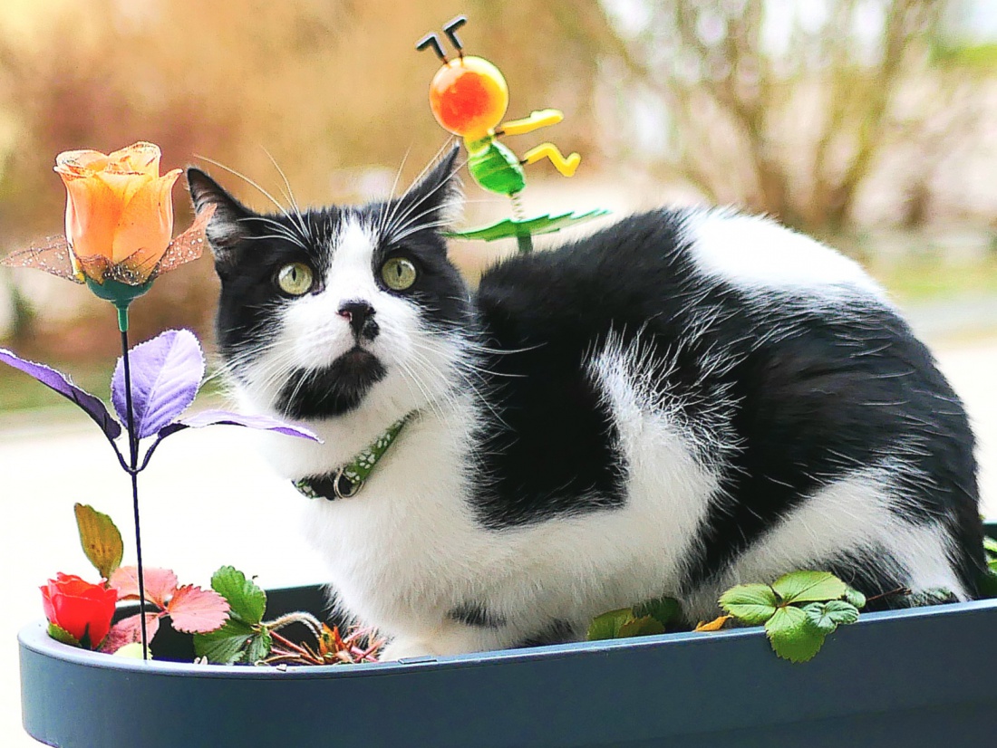 Foto: Martin Zehrer - Wenn Maxi, die liebe Nachbars-Katze vorbeikommt und es sich im Blumentopf gemütlich macht.<br />
<br />
(Und dann so tut, als ob es nichts Besonderes wäre) :-) 