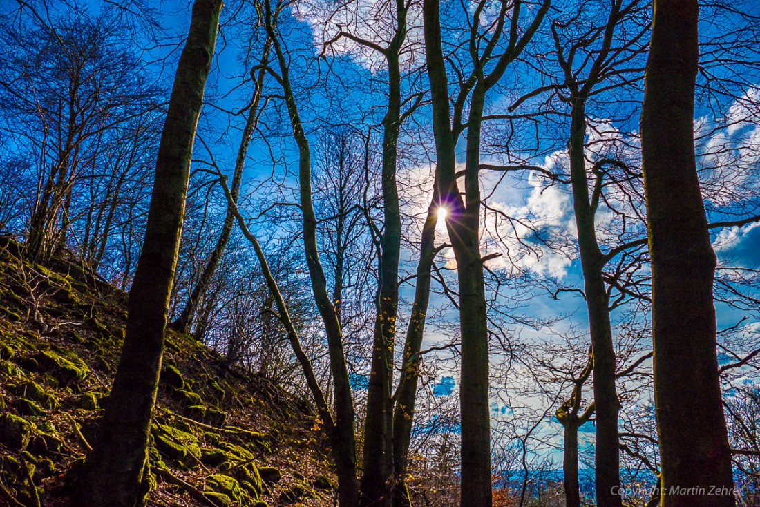 Foto: Martin Zehrer - Frühling auf dem Armesberg. Erste Hummeln fliegen durch die Gegend. Schmetterlinge lassen sich entdecken. Grüne kleine Pflanzen drücken mit aller Kraft durch das Herbstla 