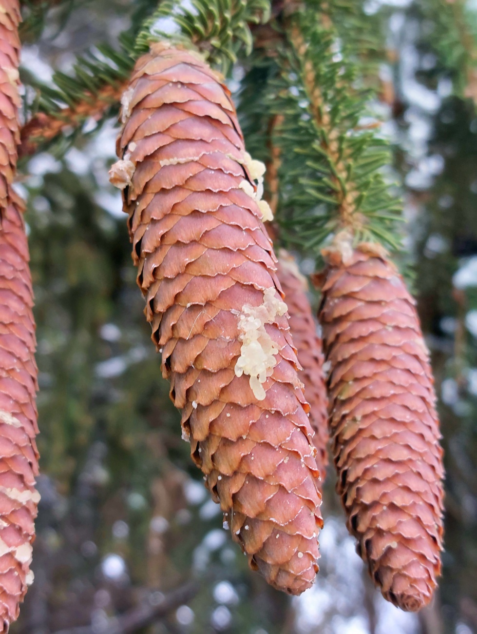 Foto: Martin Zehrer - Harz aus einem Tannenzapfen... 