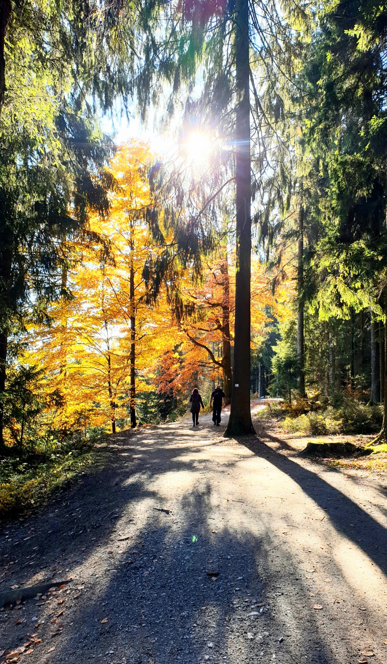 Foto: Martin Zehrer - Wunderschönes Herbst-Licht im Wald um den Fichtelsee...<br />
<br />
Wandern am 28. Oktober 2021 