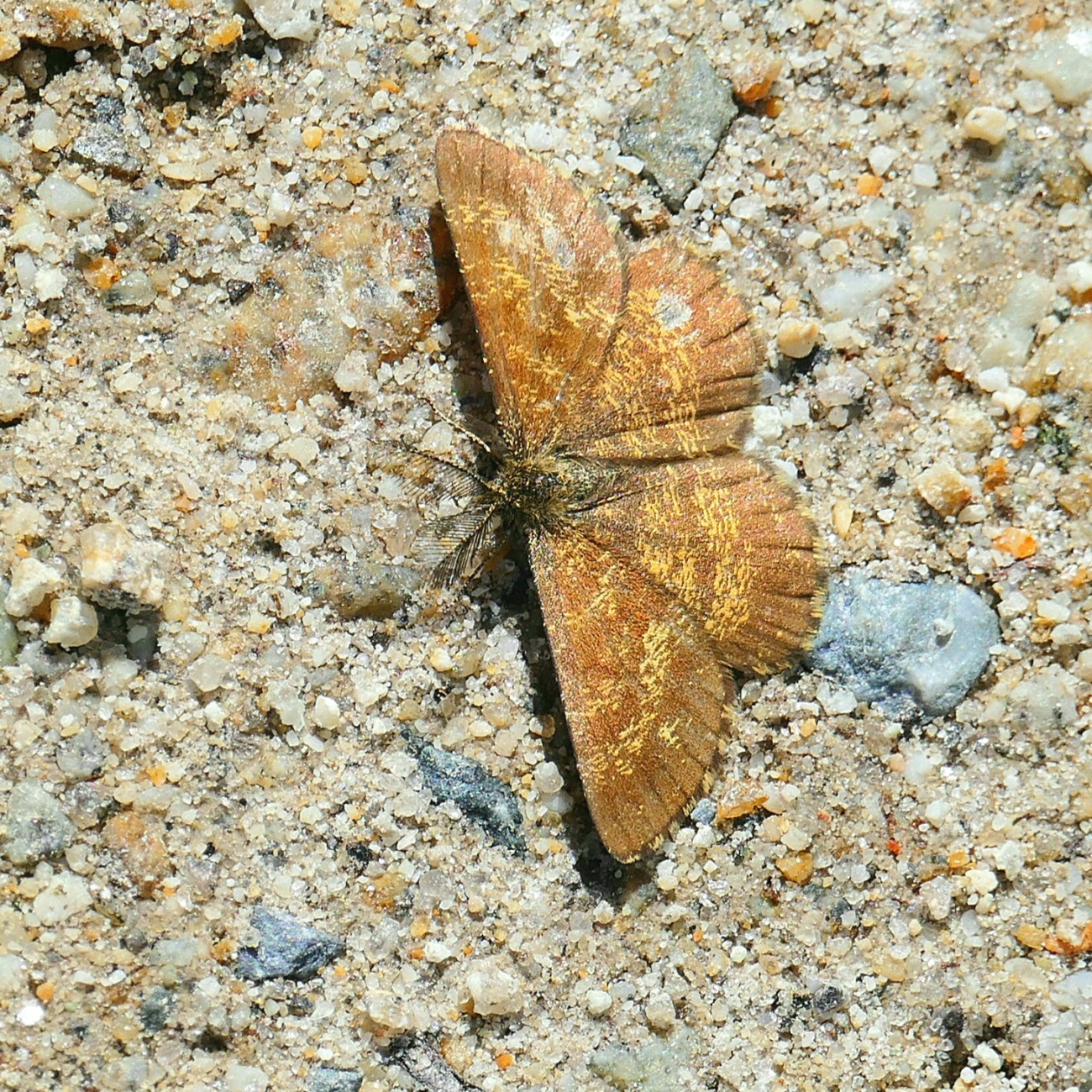 Foto: Martin Zehrer - Ein Schmetterling auf einem Waldweg bei Mehlmeisel. 