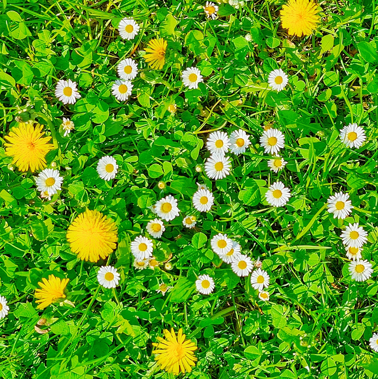 Foto: Maria - Einfach Frühling! 