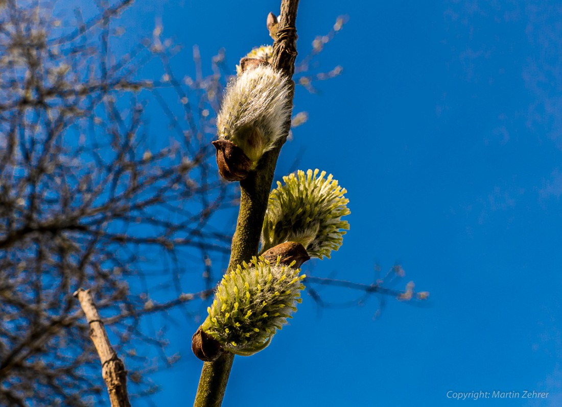 Foto: Martin Zehrer - Frühling auf dem Armesberg. Erste Hummeln fliegen durch die Gegend. Schmetterlinge lassen sich entdecken. Grüne kleine Pflanzen drücken mit aller Kraft durch das Herbstla 