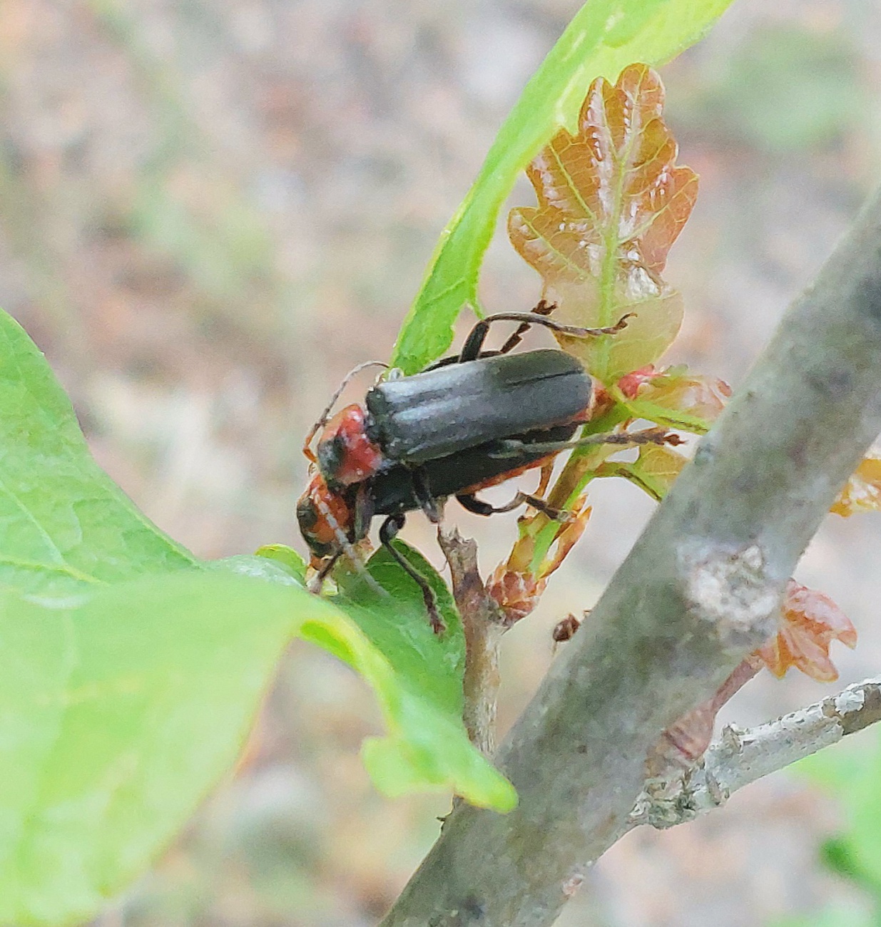 Foto: Martin Zehrer - Insekten unter sich... ;-) 