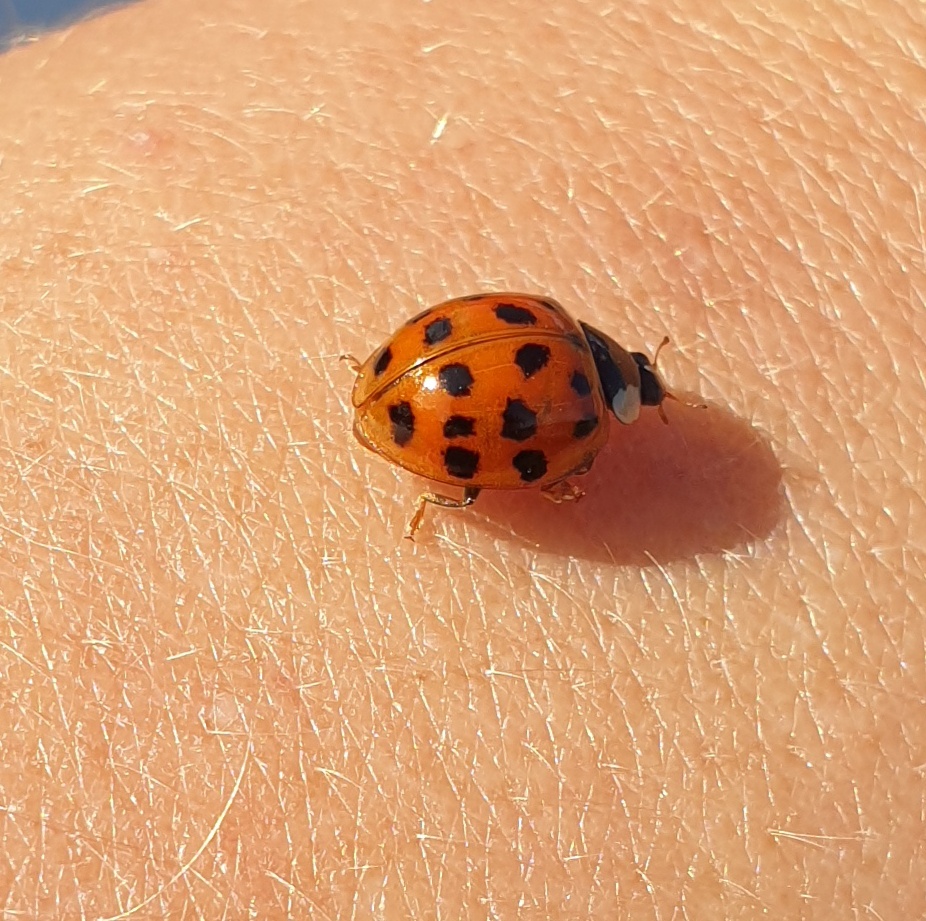 Foto: Martin Zehrer - Marienkäfer - Angeflogen auf Schatzis Arm am Montekaolino.<br />
<br />
 