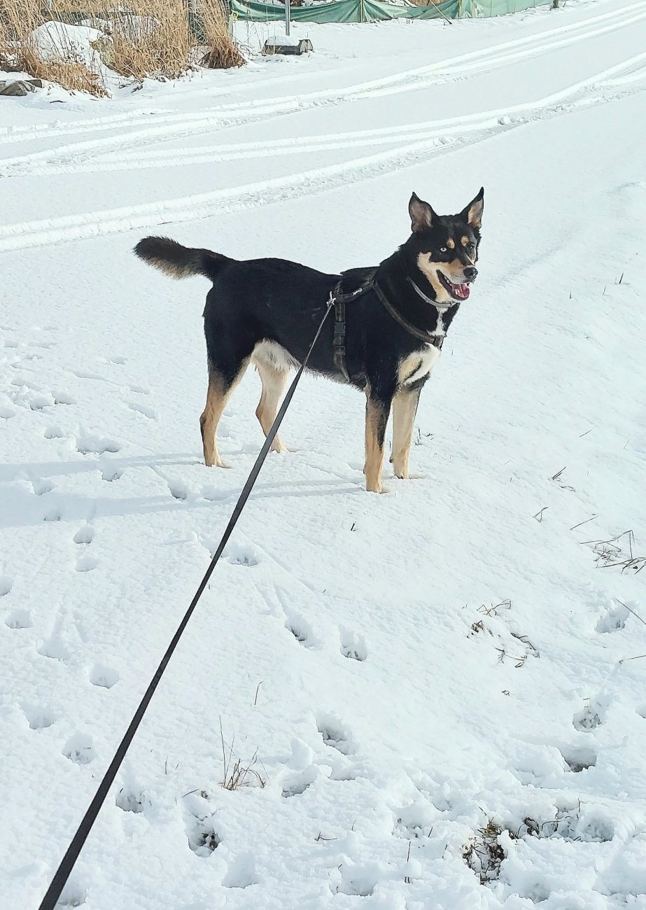 Der wundervolle Vito - Unterwegs im Schnee!


Rasse: Vermutlich Australian Kelpie
Name: VITO
Alter: Ca. 2-3 Jahre
Fundort: Nähe der Sternwarte Tirschenreuth

Magische Augen! Treues Herz. Unbändiger Entdeckergeist.

Dürfen wir vorstellen? VITO - ein ganz besonderer Hund, der im Tierheim auf Menschen wartet, die genauso besonders sind wie er. Vito ist lebhaft, überaus intelligent und absolut treu.
Dennoch sollten sie ihn konsequent und erfahren durchs gemeinsame Leben führen. Wenn er mal eine enge Bindung aufgebaut hat, dann begleitet er seine Menschen mit wachem Verstand und großer Hingabe.

Sein Markenzeichen: zwei magische, verschiedenfarbige Augen - die nicht nur auffallen, sondern auch einen Blick in seine lebhafte, kluge und auch liebevolle Seele erlauben.

Das macht VITO aus:
Wasserliebhaber durch und durch - Vito liebt es, in Bächen und Pfützen zu plantschen.
Er liebt es auch, im Wald Löcher zu graben...

Spielkind mit Charme - Beim Stöckchenwerfen blüht er richtig auf und bringt voller Stolz seine Trophäen zurück.

Gehorsam und blitzgescheit - beherrscht bereits Kommandos wie Bei-Fuß, Sitz, Platz, Zu mir, Pfote - und das besondere Kommando "Zeige Baum", bei dem er sich mit V o r d e r pfoten senkrecht an einen Baum stellt.

Seine Energie erf o r d e r t liebevolle Konsequenz, im Hundesport könnte er Ausdauer und Spaß am Lernen unter Beweis stellen.
Er liebt lange Spaziergänge und gemeinsame Abenteuer.

Lustiger Charakter - Vito bringt mit seiner fröhlichen Art Leichtigkeit in jeden Tag.

Wer passt zu VITO?
VITO sucht aktive, liebevolle Menschen mit Hundeerfahrung oder der Bereitschaft, gemeinsam mit ihm zu lernen. Er liebt Bewegung, Beschäftigung und klare Strukturen - ein Leben an der Seite naturverbundener Menschen entspräche genau seinem Traum.

Für Kinder ist Vito aufgrund seines Temperaments nicht geeignet.

Wenn Sie glauben, dass Sie und VITO ein perfektes Team sein könnten, dann melden Sie sich bei uns.
Gerne können sie Vito kennenlernen und mit ihm eine "Wanderung" durch unsere wunderschöne Landschaft unternehmen.

Kontaktieren Sie das Tierheim Tirschenreuth für ein erstes Kennenlernen.

VITO wartet. Auf Sie. Auf ein neues Kapitel voller Liebe und Abenteuer.

Kontakt:

Tierheim Tirschenreuth
Kreistierschutzverein Tirschenreuth e. V.
Mooslohe 2
95643 Tirschenreuth
Tel.: 0 96 31 / 23 55
E-Mail: info@tierheim-tirschenreuth.de
