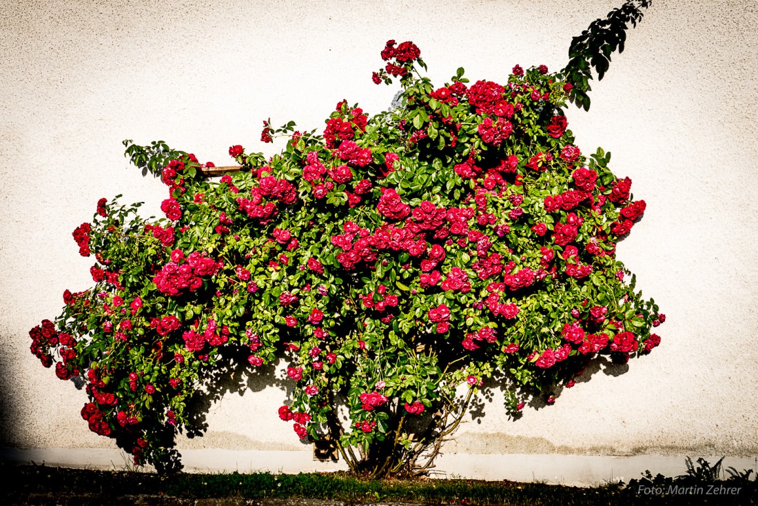 Foto: Martin Zehrer - Ein wunderschöner Rosen-Strauch an einer Hauswand in Zinst. Am 4. Juli 2015, einer der heißesten Tage in 2015... ca. 36 Grad im Schatten 