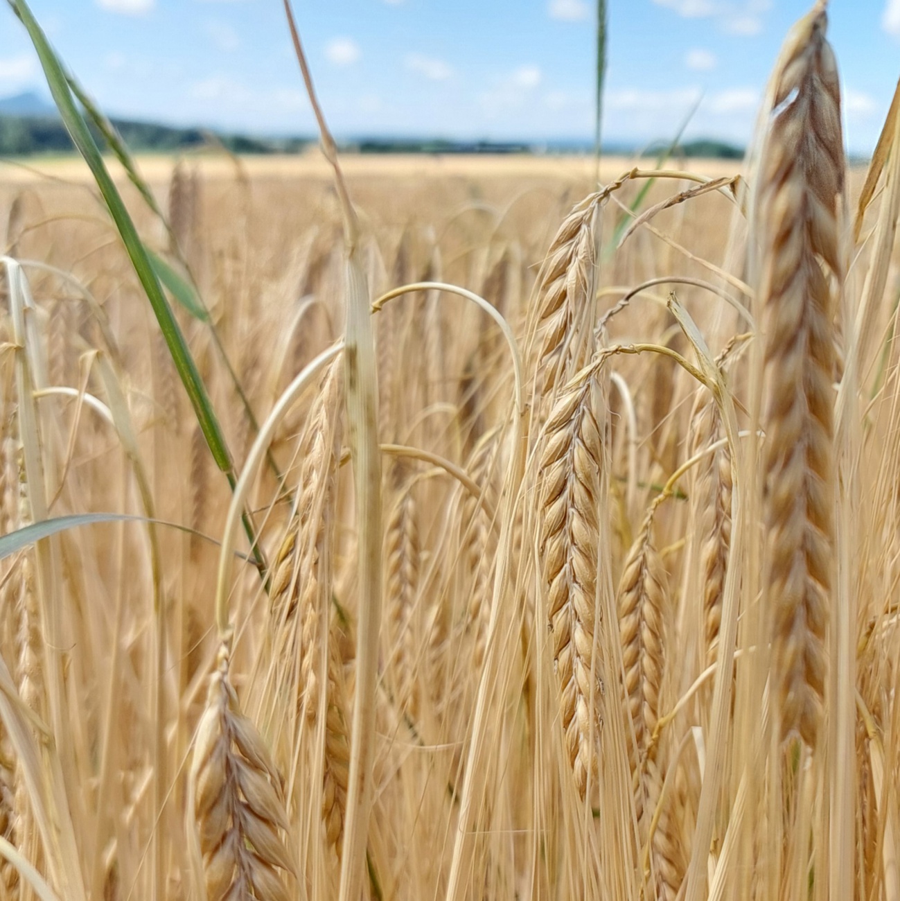 Foto: Martin Zehrer - Sommer... 