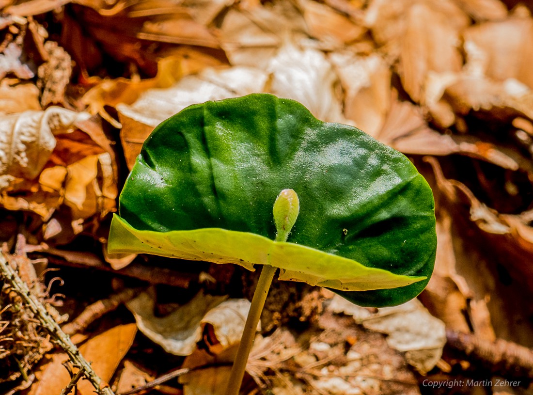 Foto: Martin Zehrer - Wie eine Perle, die durch einen Fächer geschützt wird. Diese Pflanze wächst im Wald unterhalb von der Ortschaft Godas, am Fuße des Steinwalds. 