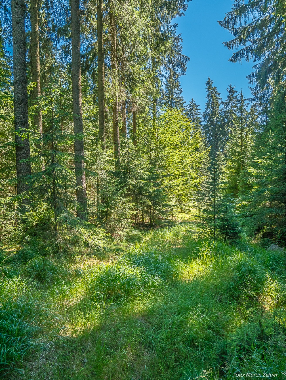 Foto: Martin Zehrer - Radtour von Kemnath nach Waldershof, quer durch den Kösseine-Wald...<br />
<br />
Verirrt im Kösseine-Wald... ein unberührter Urwald?! ;-) 