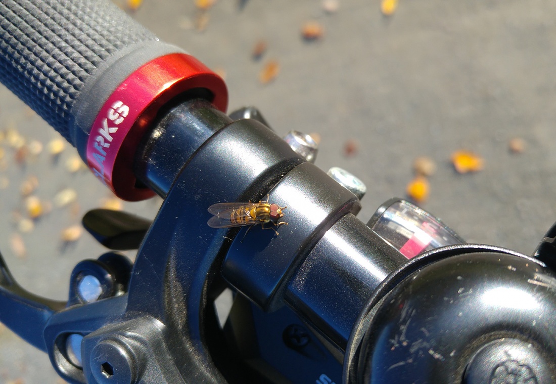 Foto: Martin Zehrer - Schwarzfahrer-Insekt auf dem Fahrrad-Lenker... ;-) 