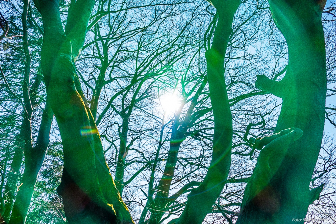 Foto: Martin Zehrer - Frühlings-Licht...<br />
<br />
Samstag, 23. März 2019 - Entdecke den Armesberg!<br />
<br />
Das Wetter war einmalig. Angenehme Wärme, strahlende Sonne, die Feldlerchen flattern schreiend ü 