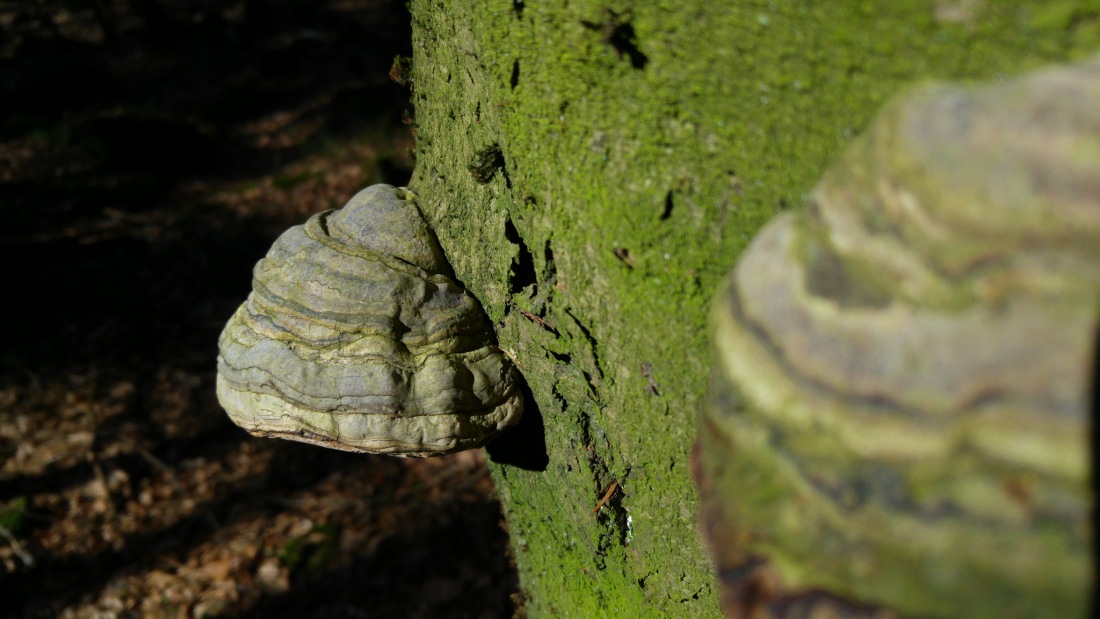 Foto: Martin Zehrer - Baumschwammer im Steinwald an einem abgestorbenen Baumstumpf. 