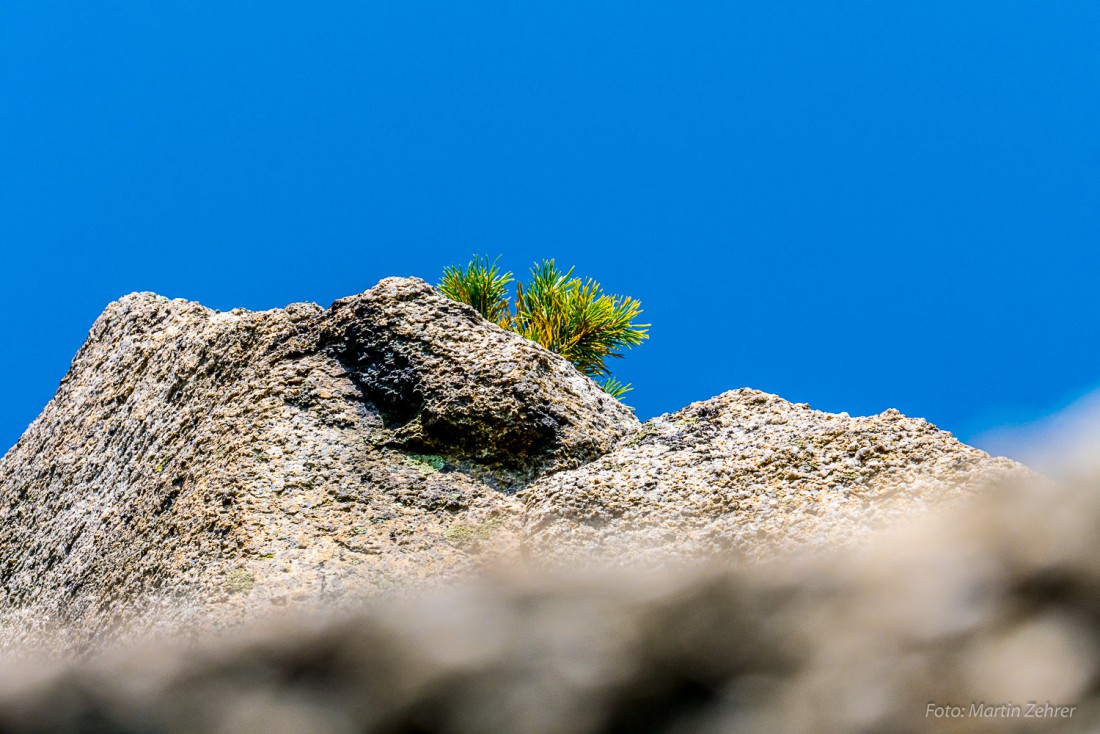 Foto: Martin Zehrer - Die Pflanzen suchen sich selbst auf den Steinen noch einen Platz. Hoch droben wachsen diese Bäumchen, wenn auch nur langsam. Die Natur findet doch immer irgendwo ein Eckc 