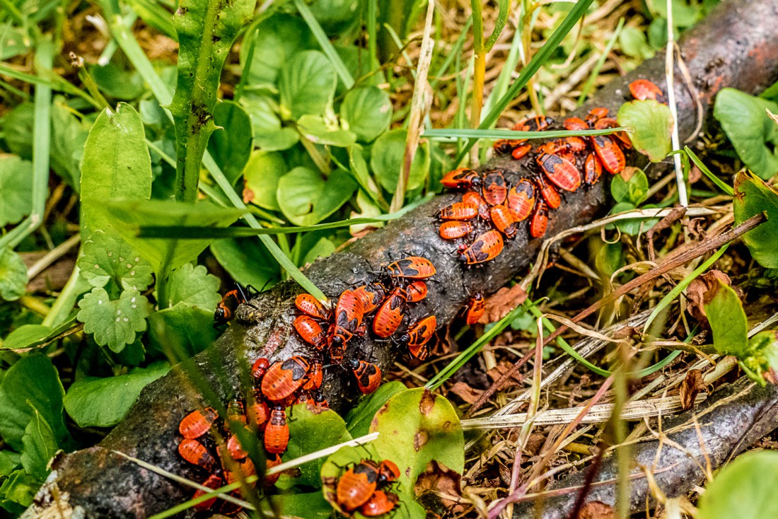 Foto: Martin Zehrer - Viele rote Dinger auf einem Ast - Paarungszeit?  :-) 